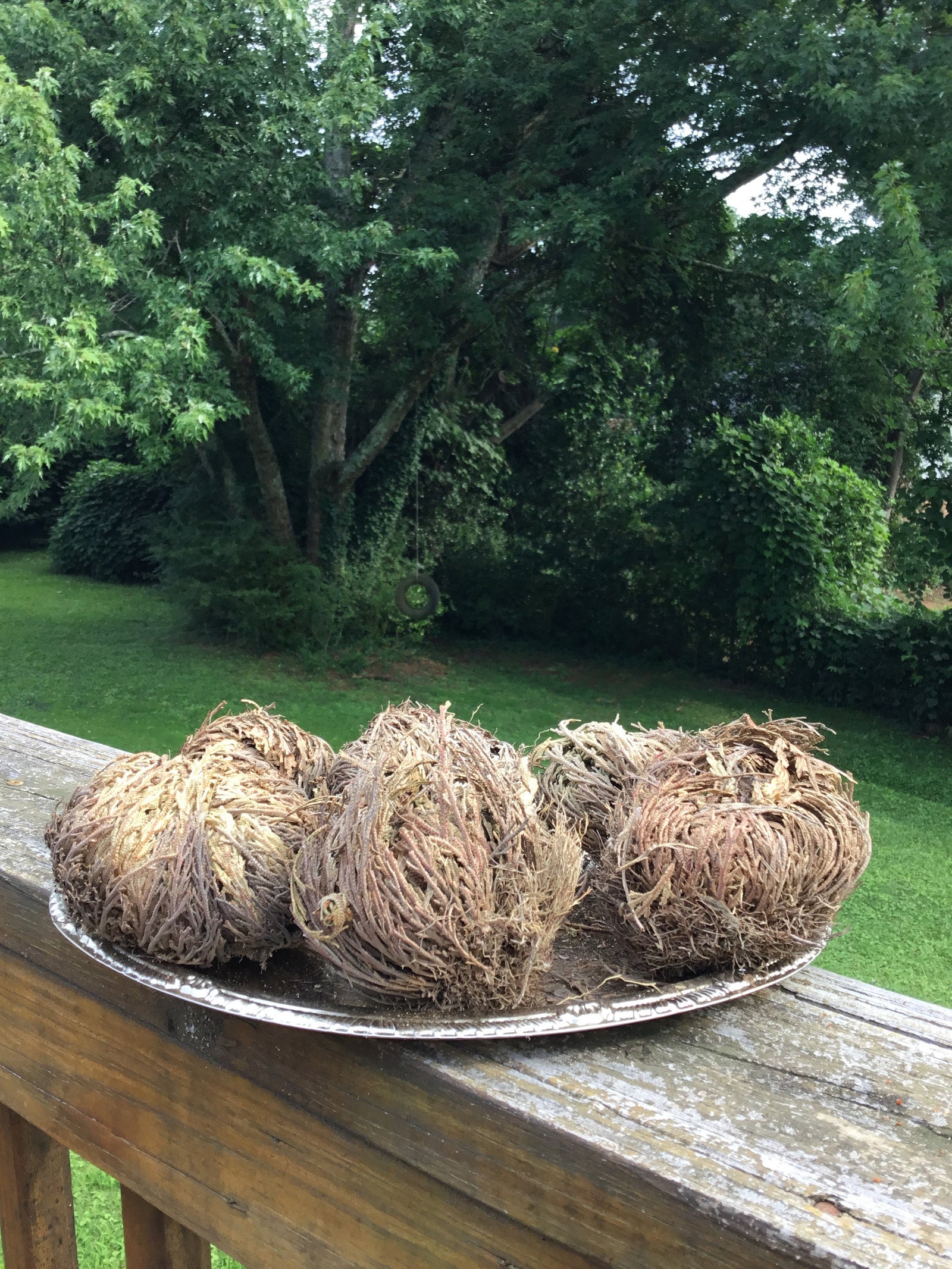 Rose of Jericho Plant, Resurrection Plant