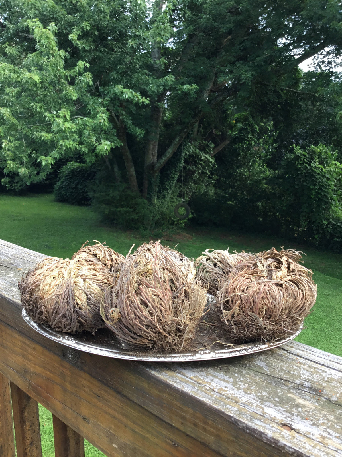 Rose of Jericho Plant, Resurrection Plant