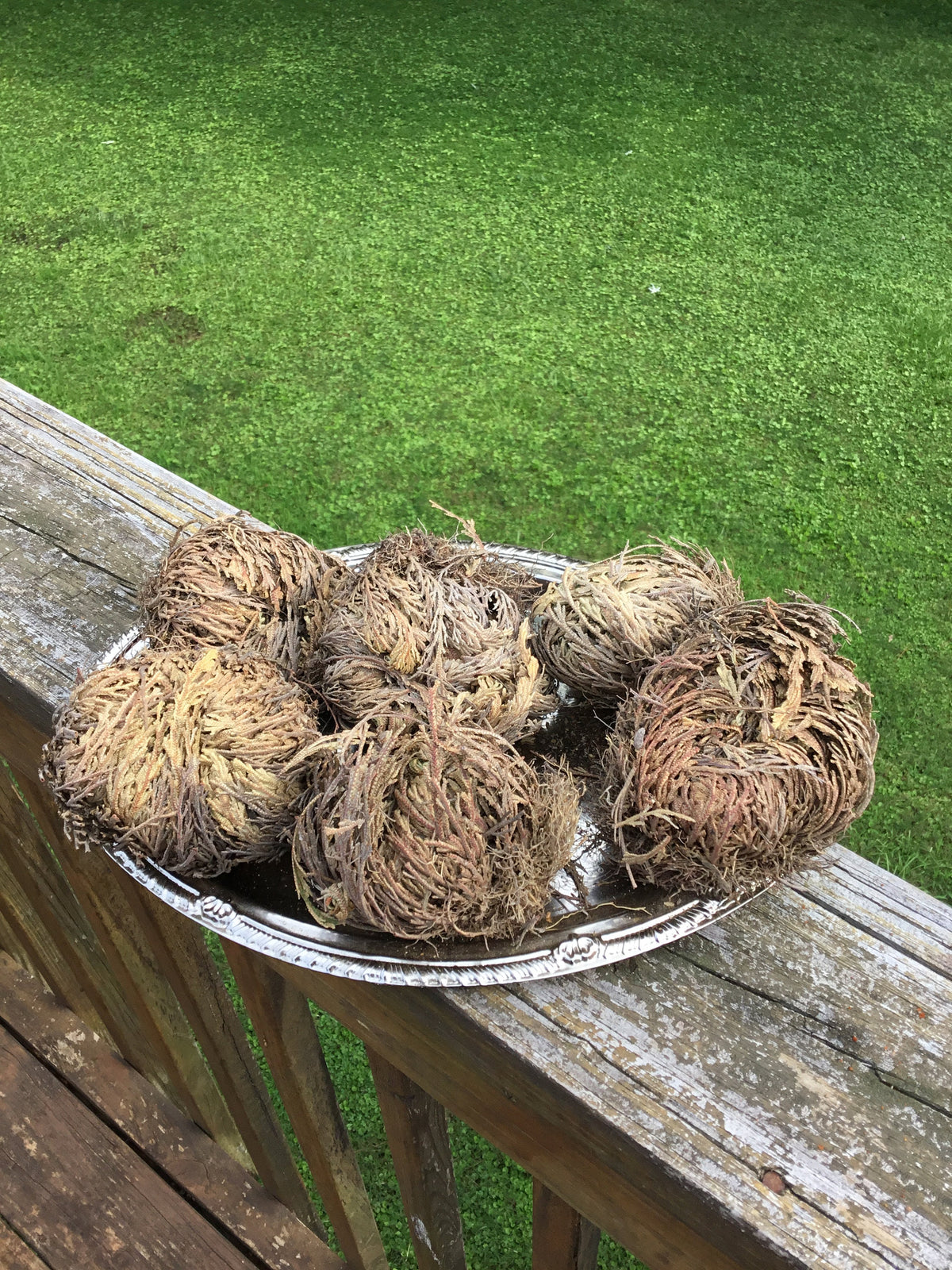 Rose of Jericho Plant, Resurrection Plant
