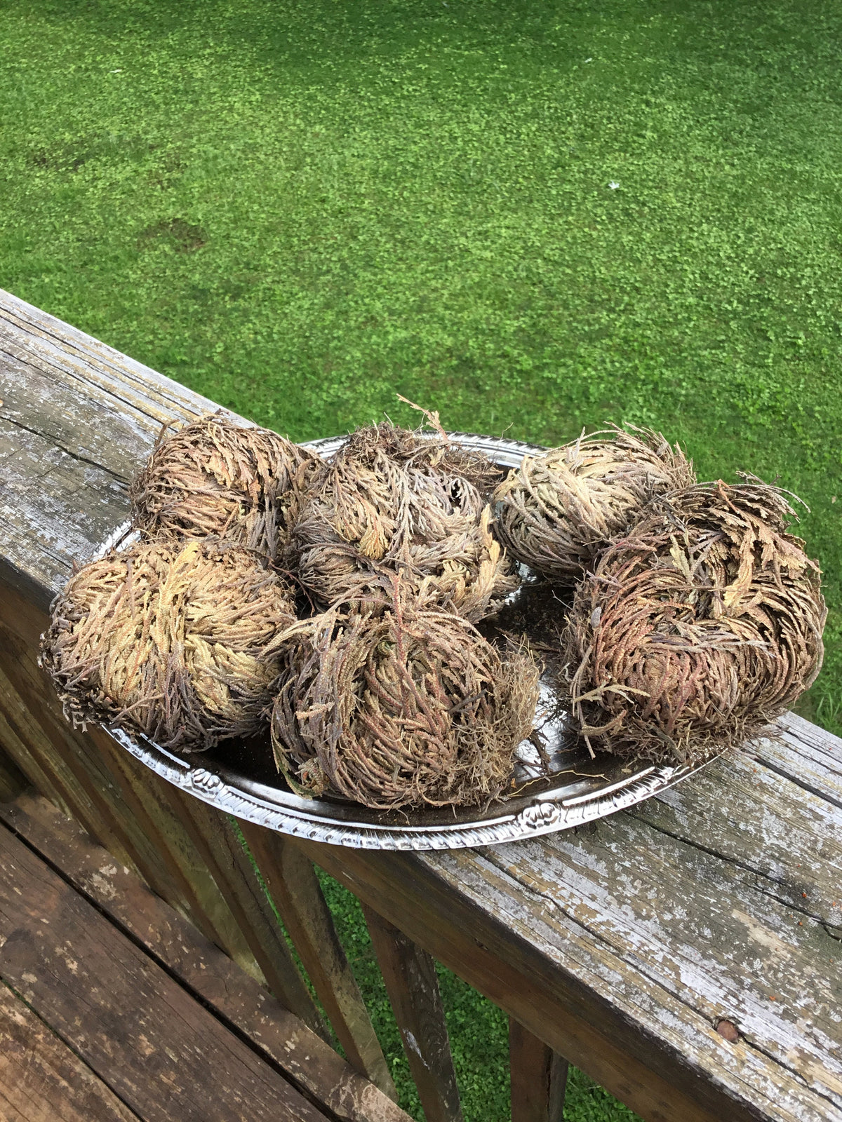 Rose of Jericho Plant, Resurrection Plant