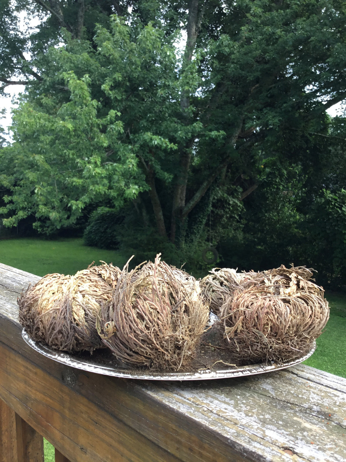 Rose of Jericho Plant, Resurrection Plant